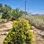 https://fuentealamorealestate.com/wp-content/uploads/2025/07/Garden-3.jpg